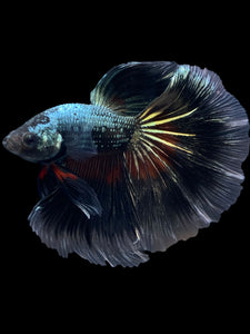 Male Halfmoon - Fancy Copper #1630 - Live Betta Fish