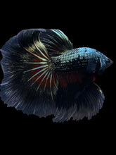 Load image into Gallery viewer, Male Halfmoon - Fancy Copper #1630 - Live Betta Fish
