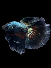 Load image into Gallery viewer, Male Halfmoon - Fancy Copper #1630 - Live Betta Fish
