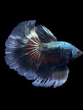 Load image into Gallery viewer, Male Halfmoon - Fancy Copper #1630 - Live Betta Fish
