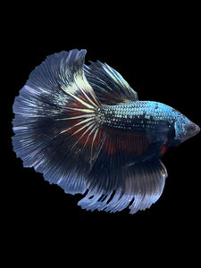 Male Halfmoon - Fancy Copper #1630 - Live Betta Fish