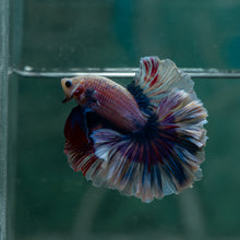 Load image into Gallery viewer, Male Rosetail - Blue Purple #1631 - Live Betta Fish
