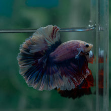 Load image into Gallery viewer, Male Rosetail - Blue Purple #1631 - Live Betta Fish
