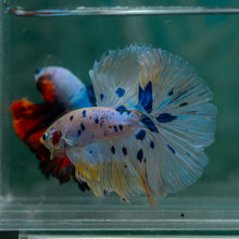 Load image into Gallery viewer, Male Rosetail - Dot #1632 - Live Betta Fish
