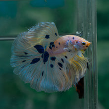 Load image into Gallery viewer, Male Rosetail - Dot #1632 - Live Betta Fish
