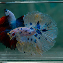 Load image into Gallery viewer, Male Rosetail - Dot #1632 - Live Betta Fish
