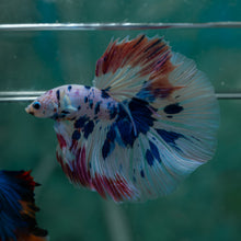 Load image into Gallery viewer, Male Rosetail - Dot #1633 - Live Betta Fish
