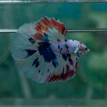 Load image into Gallery viewer, Male Rosetail - Dot #1633 - Live Betta Fish
