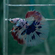 Load image into Gallery viewer, Male Rosetail - Dot #1633 - Live Betta Fish
