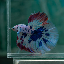 Load image into Gallery viewer, Male Rosetail - Dot #1633 - Live Betta Fish
