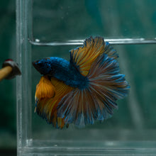 Load image into Gallery viewer, Male Rosetail - Blue Mustard #1634 - Live Betta Fish
