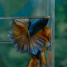 Load image into Gallery viewer, Male Rosetail - Blue Mustard #1634 - Live Betta Fish
