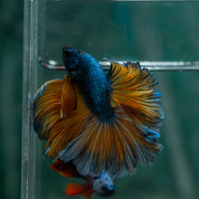 Load image into Gallery viewer, Male Rosetail - Blue Mustard #1634 - Live Betta Fish
