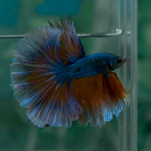 Load image into Gallery viewer, Male Rosetail - Blue Mustard #1635 - Live Betta Fish
