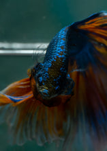 Load image into Gallery viewer, Male Rosetail - Blue Mustard #1635 - Live Betta Fish
