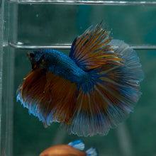 Load image into Gallery viewer, Male Rosetail - Blue Mustard #1635 - Live Betta Fish
