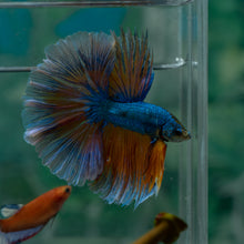 Load image into Gallery viewer, Male Rosetail - Blue Mustard #1635 - Live Betta Fish
