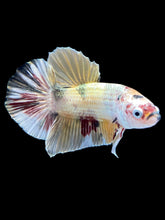 Load image into Gallery viewer, Male Halfmoon Plakat - Metallic Candy #1635 - Live Betta Fish
