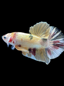Male Halfmoon Plakat - Metallic Candy #1635 - Live Betta Fish