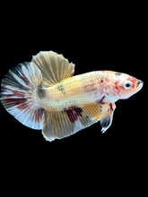 Load image into Gallery viewer, Male Halfmoon Plakat - Metallic Candy #1635 - Live Betta Fish
