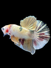 Load image into Gallery viewer, Male Halfmoon Plakat - Metallic Candy #1635 - Live Betta Fish
