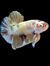 Load image into Gallery viewer, Male Halfmoon Plakat - Metallic Candy #1635 - Live Betta Fish
