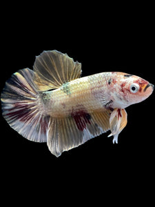 Male Halfmoon Plakat - Metallic Candy #1635 - Live Betta Fish
