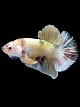 Load image into Gallery viewer, Male Halfmoon Plakat - Metallic Candy #1635 - Live Betta Fish
