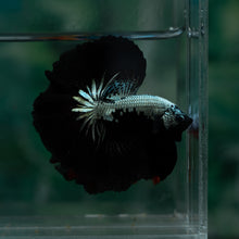 Load image into Gallery viewer, Male Rosetail - Black Mamba #1637 - Live Betta Fish
