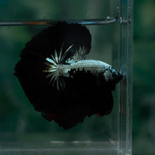Load image into Gallery viewer, Male Rosetail - Black Mamba #1637 - Live Betta Fish
