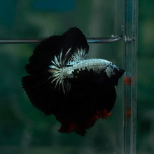 Load image into Gallery viewer, Male Rosetail - Black Mamba #1637 - Live Betta Fish
