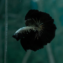 Load image into Gallery viewer, Male Rosetail - Black Mamba #1637 - Live Betta Fish
