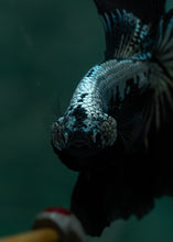 Load image into Gallery viewer, Male Rosetail - Black Mamba #1637 - Live Betta Fish
