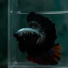 Load image into Gallery viewer, Male Rosetail - Black Mamba #1637 - Live Betta Fish
