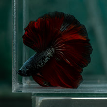 Load image into Gallery viewer, Male Rosetail - Copper Red Tail #1638 - Live Betta Fish
