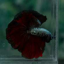 Load image into Gallery viewer, Male Rosetail - Copper Red Tail #1638 - Live Betta Fish
