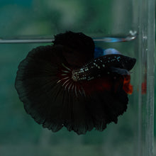 Load image into Gallery viewer, Male Rosetail - Black Samurai #1639 - Live Betta Fish
