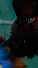Load image into Gallery viewer, Male Rosetail - Black Samurai #1639 - Live Betta Fish
