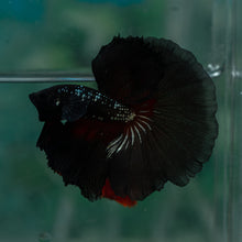 Load image into Gallery viewer, Male Rosetail - Black Samurai #1639 - Live Betta Fish
