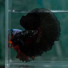 Load image into Gallery viewer, Male Rosetail - Black Samurai #1639 - Live Betta Fish

