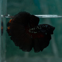 Load image into Gallery viewer, Male Rosetail - Black Samurai #1639 - Live Betta Fish
