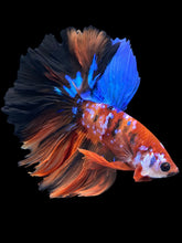 Load image into Gallery viewer, Male Rosetail - Galaxy #1639 - Live Betta Fish
