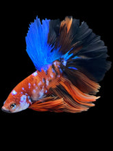Load image into Gallery viewer, Male Rosetail - Galaxy #1639 - Live Betta Fish
