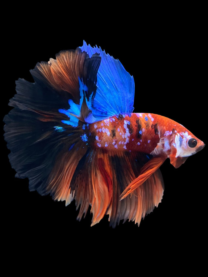 Male Rosetail - Galaxy #1639 - Live Betta Fish