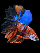 Load image into Gallery viewer, Male Rosetail - Galaxy #1639 - Live Betta Fish
