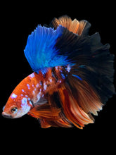 Load image into Gallery viewer, Male Rosetail - Galaxy #1639 - Live Betta Fish
