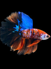 Load image into Gallery viewer, Male Rosetail - Galaxy #1639 - Live Betta Fish
