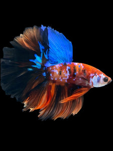 Male Rosetail - Galaxy #1639 - Live Betta Fish