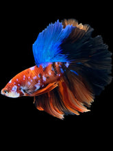 Load image into Gallery viewer, Male Rosetail - Galaxy #1639 - Live Betta Fish
