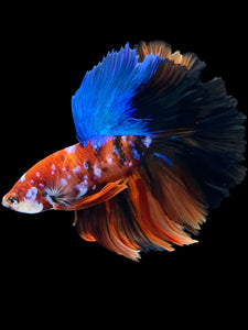 Male Rosetail - Galaxy #1639 - Live Betta Fish